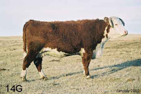 14g.jpg (16470 bytes)