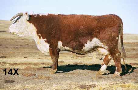 14x.jpg (16867 bytes)
