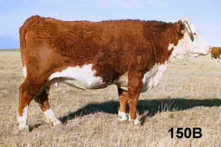 150b.jpg (18632 bytes)