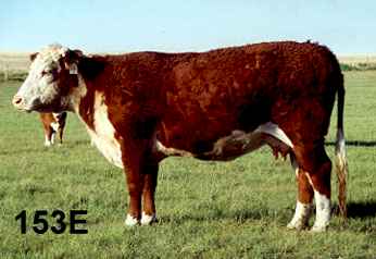 153e.jpg (11350 bytes)