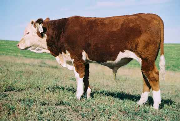 155P1.jpg (28786 bytes)