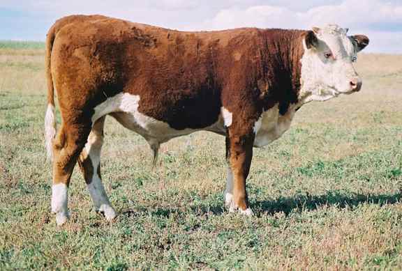 155P2.jpg (34400 bytes)