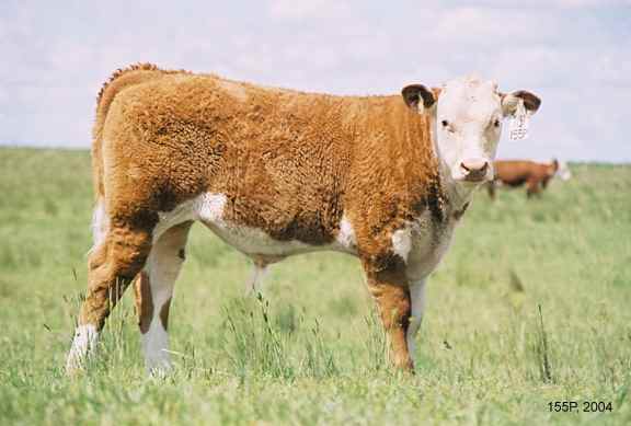 155Pcalf04.jpg (21561 bytes)