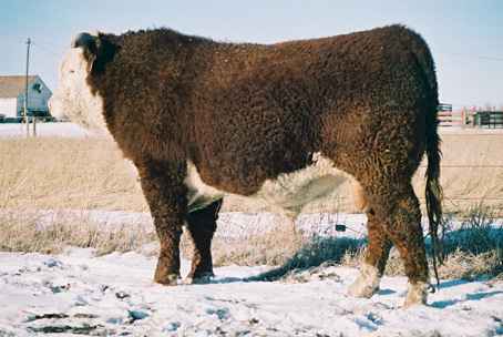 155l.jpg (18598 bytes)