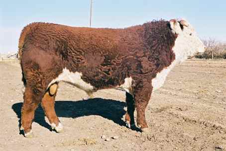 156k.jpg (17566 bytes)