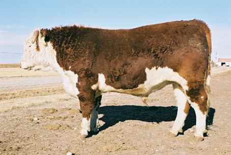 160k.jpg (15673 bytes)