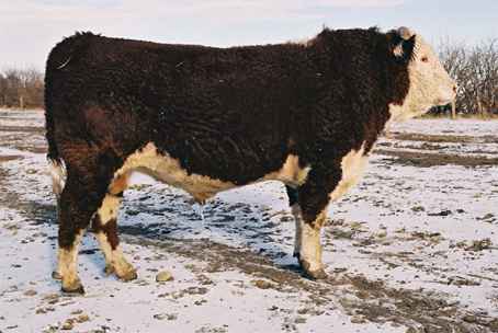 161k.jpg (19881 bytes)