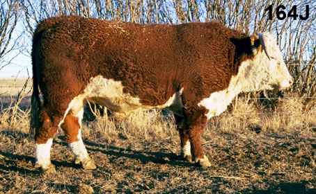 164j.jpg (27580 bytes)