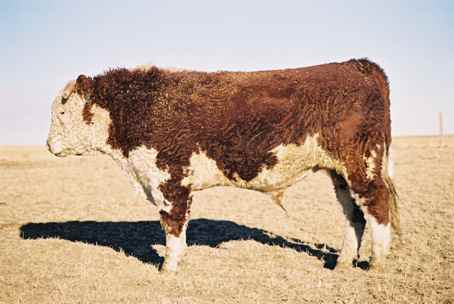 164k.jpg (15850 bytes)