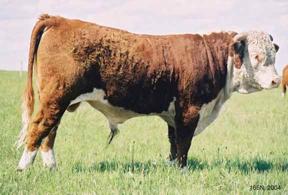 165N04.jpg (26576 bytes)