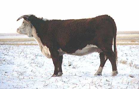 166B the dam of 1G(17802 bytes)