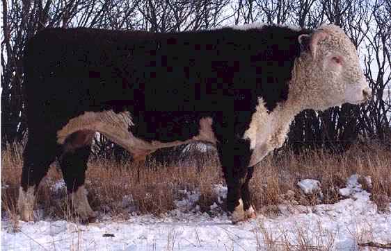 167H (31962 bytes) in Jan 2000