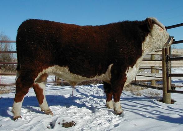 167l.jpg (39548 bytes)