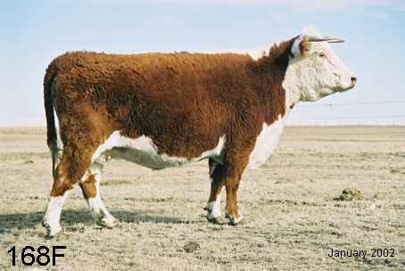 168f.jpg (16906 bytes)