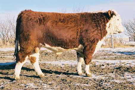 170k.jpg (23957 bytes)