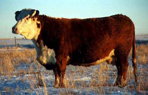 171B (21694 bytes) in Jan 2000