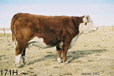 171h.jpg (16605 bytes)