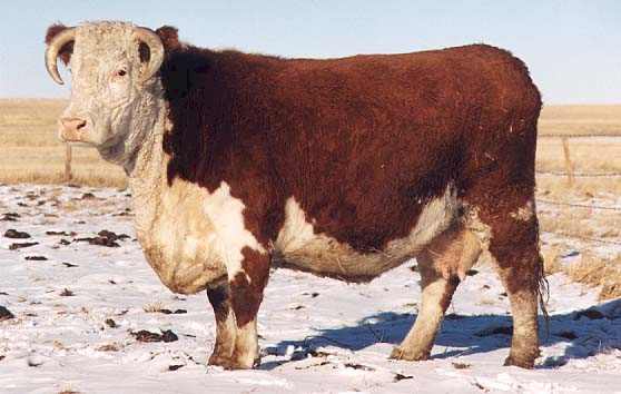 177Z the dam of 704G (28096 bytes)