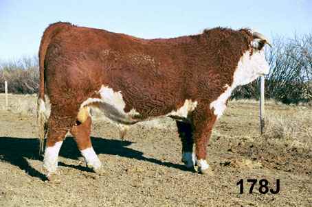 178j.jpg (20986 bytes)