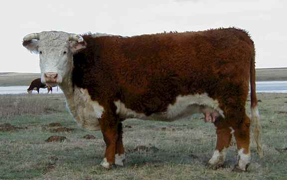 17H.jpg (19495 bytes)