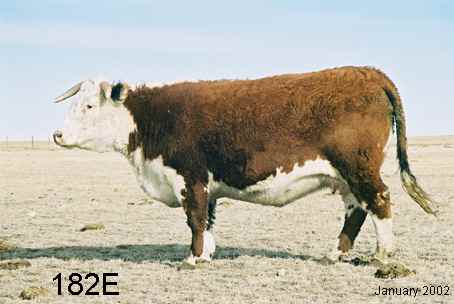 182e.jpg (15082 bytes)