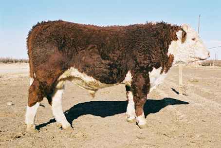 183k.jpg (16417 bytes)