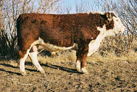 184k.jpg (30381 bytes)