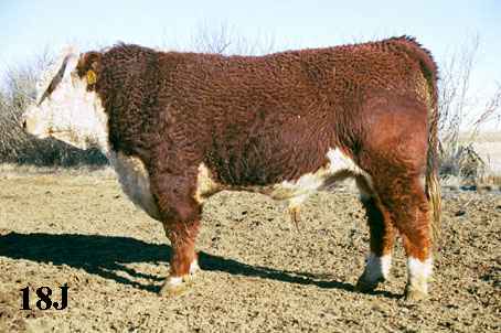 18j.jpg (22831 bytes)