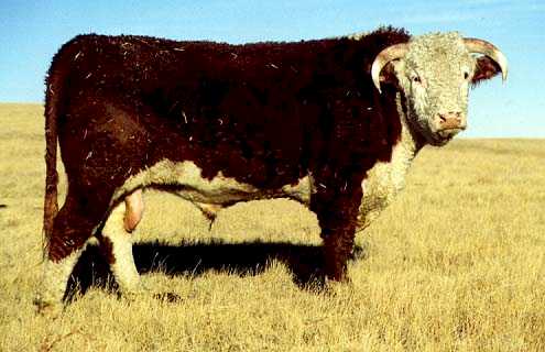 191g.jpg (24088 bytes)