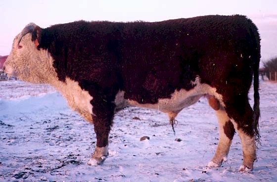 191G in the winter  (57926 bytes)