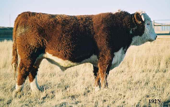 192N.jpg (39473 bytes)