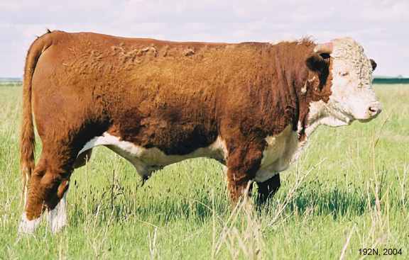 192N04.jpg (28905 bytes)