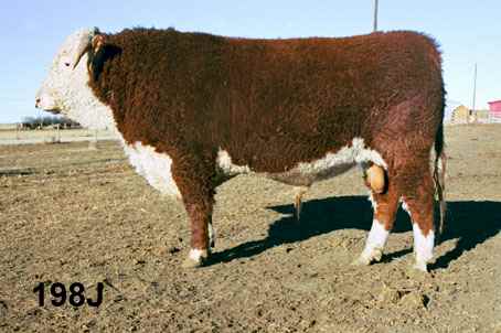 198j.jpg (19069 bytes)