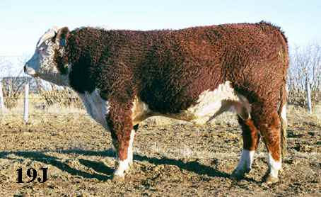 19j.jpg (23023 bytes)