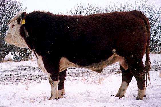 1g.jpg (39513 bytes)