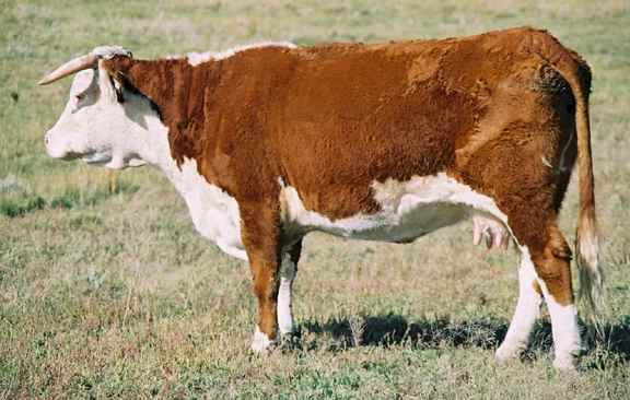 205J.jpg (28769 bytes)