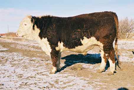 206k.jpg (18706 bytes)