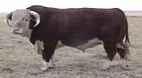 Herd Bull 20J