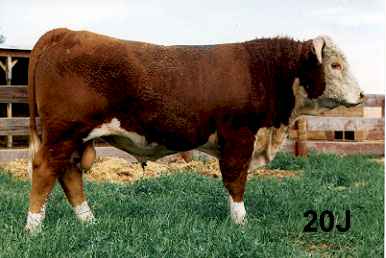 20j.jpg (14549 bytes)