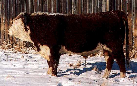 218g2.jpg (38860 bytes)