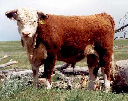 AGA 9C STANMORE 231h  (24322 bytes)