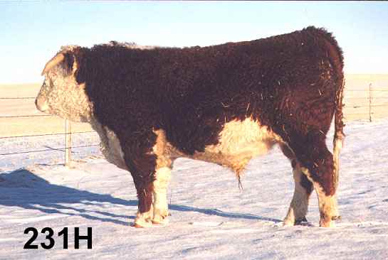 231h2.jpg (20969 bytes)