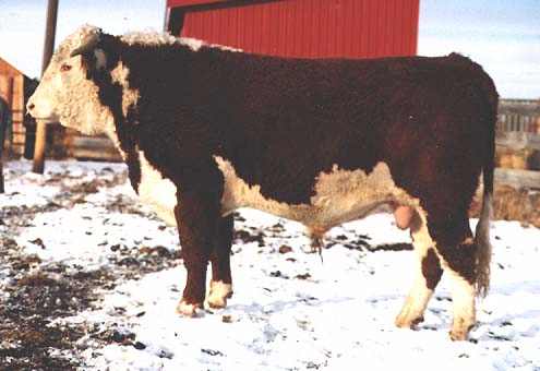 232g2.jpg (21697 bytes)