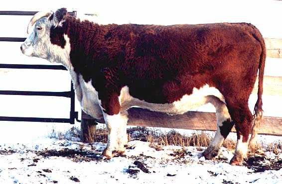 23B the dam of 4G (34397 bytes)