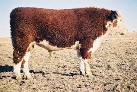 24k.jpg (23170 bytes)