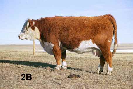 2b.jpg (16164 bytes)