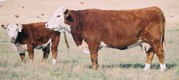 30K.jpg (17275 bytes)