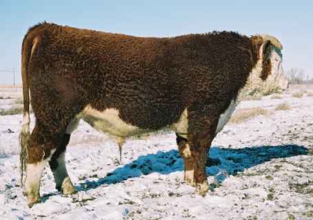 32l.jpg (20397 bytes)