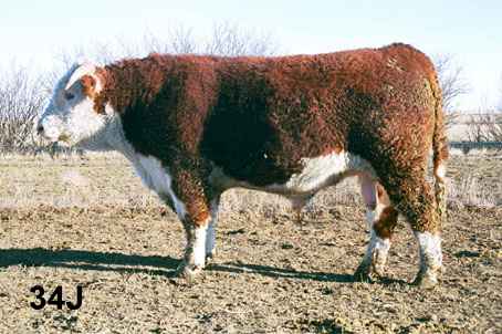 34j.jpg (23985 bytes)