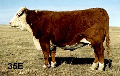 35e.jpg (16119 bytes)